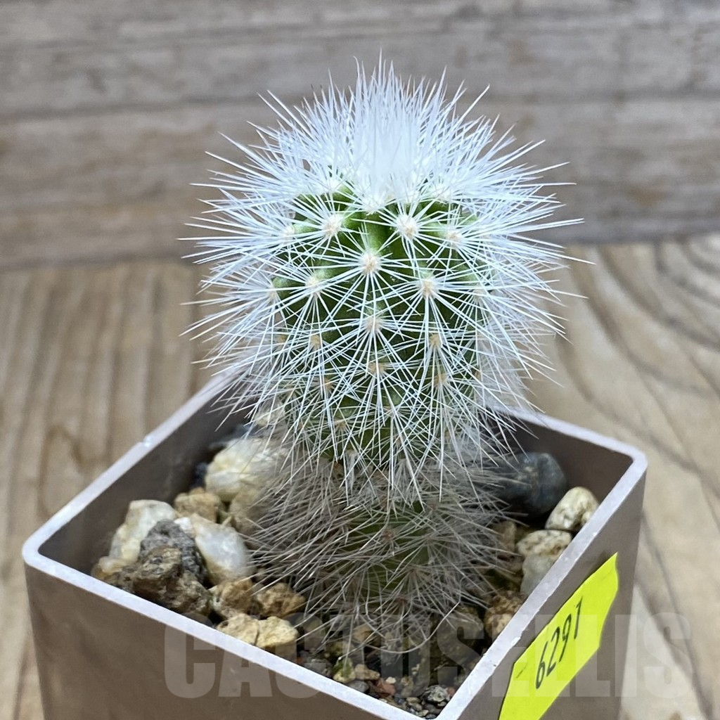 SH6291 Echinocereus nivosus - Image 2