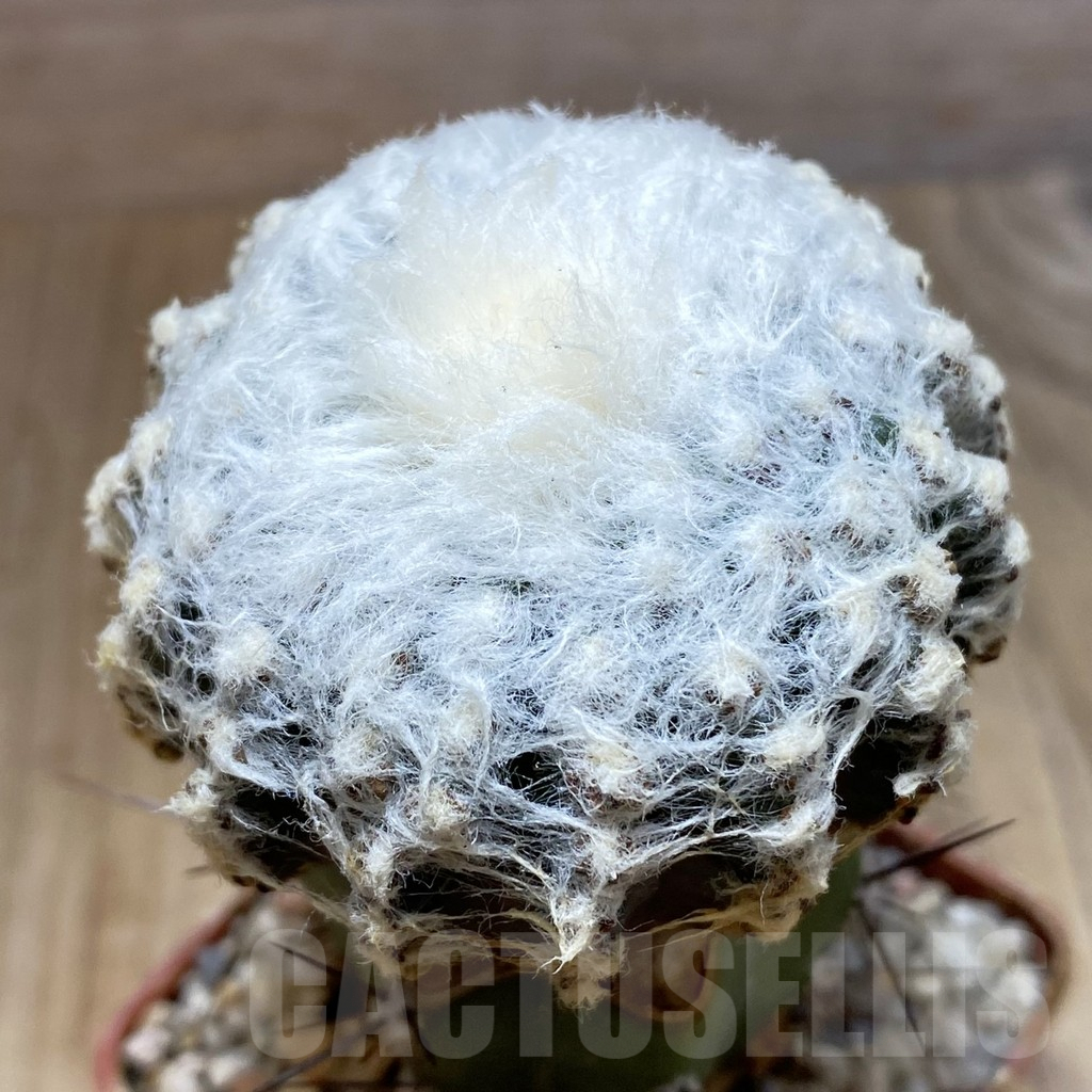SH6296 Discocactus horstii, grafted