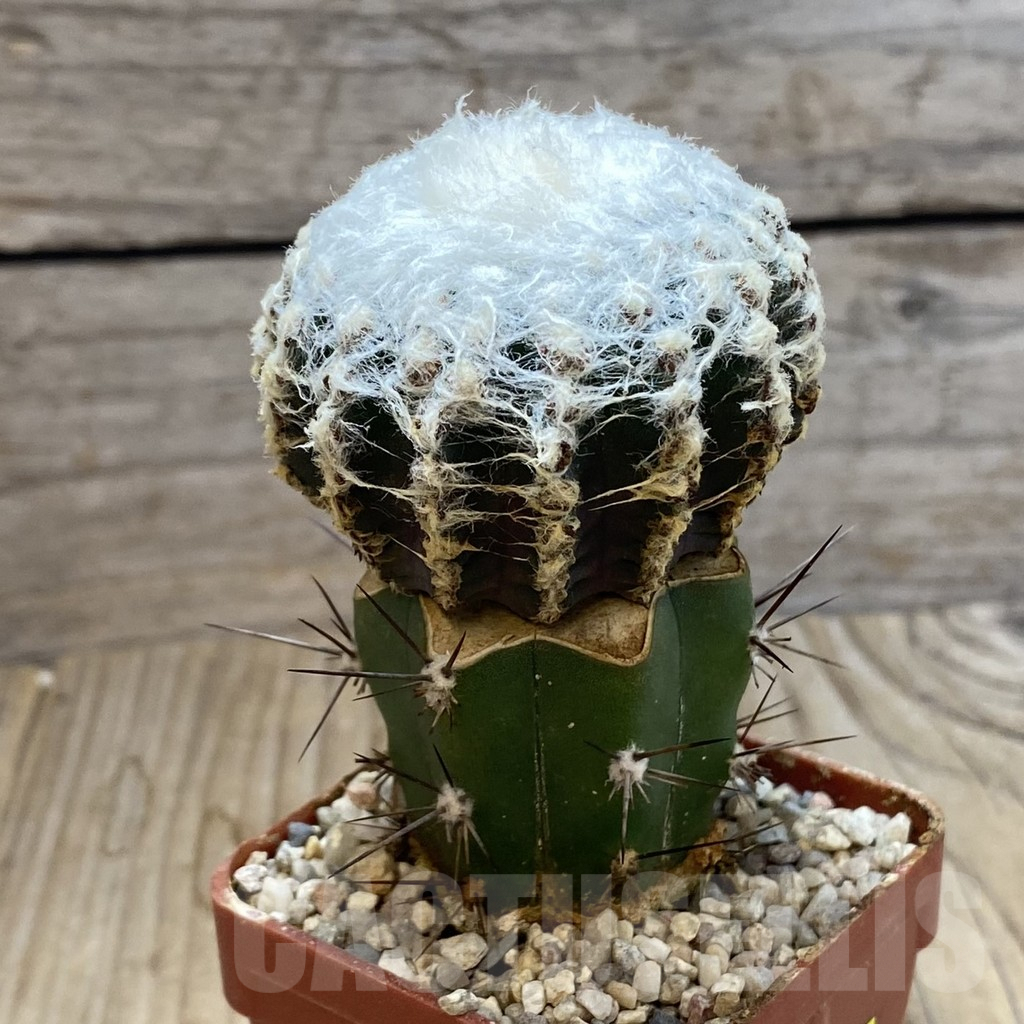 SH6296 Discocactus horstii, grafted - Image 2