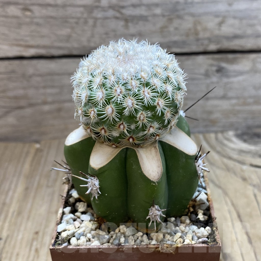 SH6301 Mammillaria huitzilopochtli, grafted - Image 2