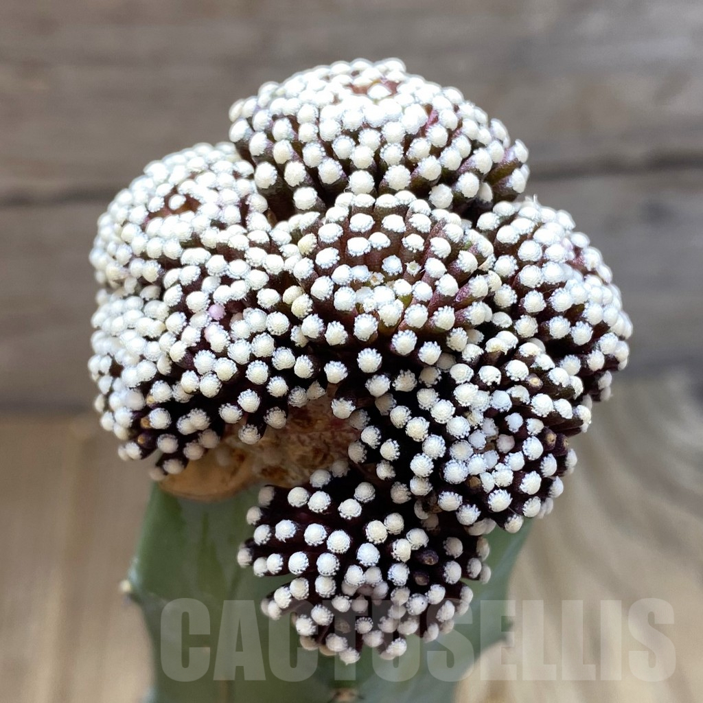 SH6302 Mammillaria luethyi, grafted