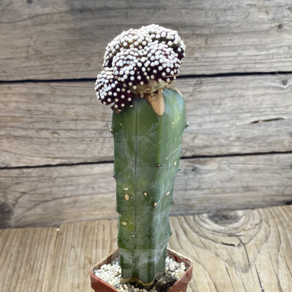 SH6302 Mammillaria luethyi, grafted - Image 2