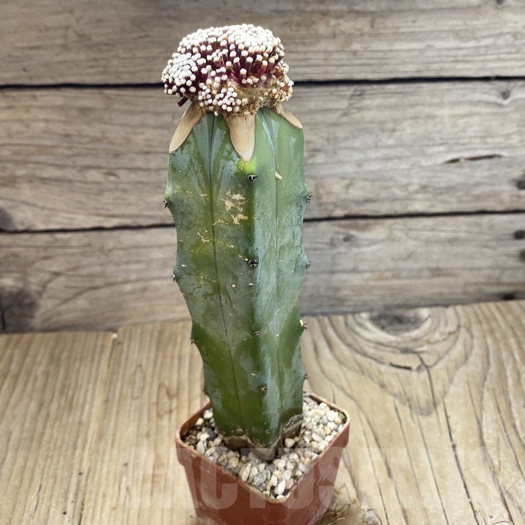 SH6303 Mammillaria luethyi, grafted - Image 2