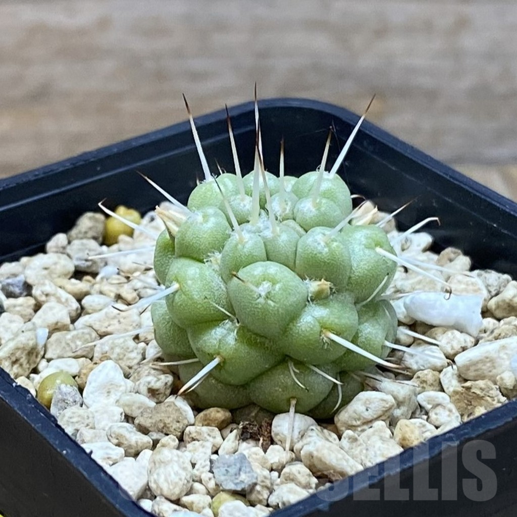 SH6306 Mammillaria schumannii f. monstrosa - Image 2