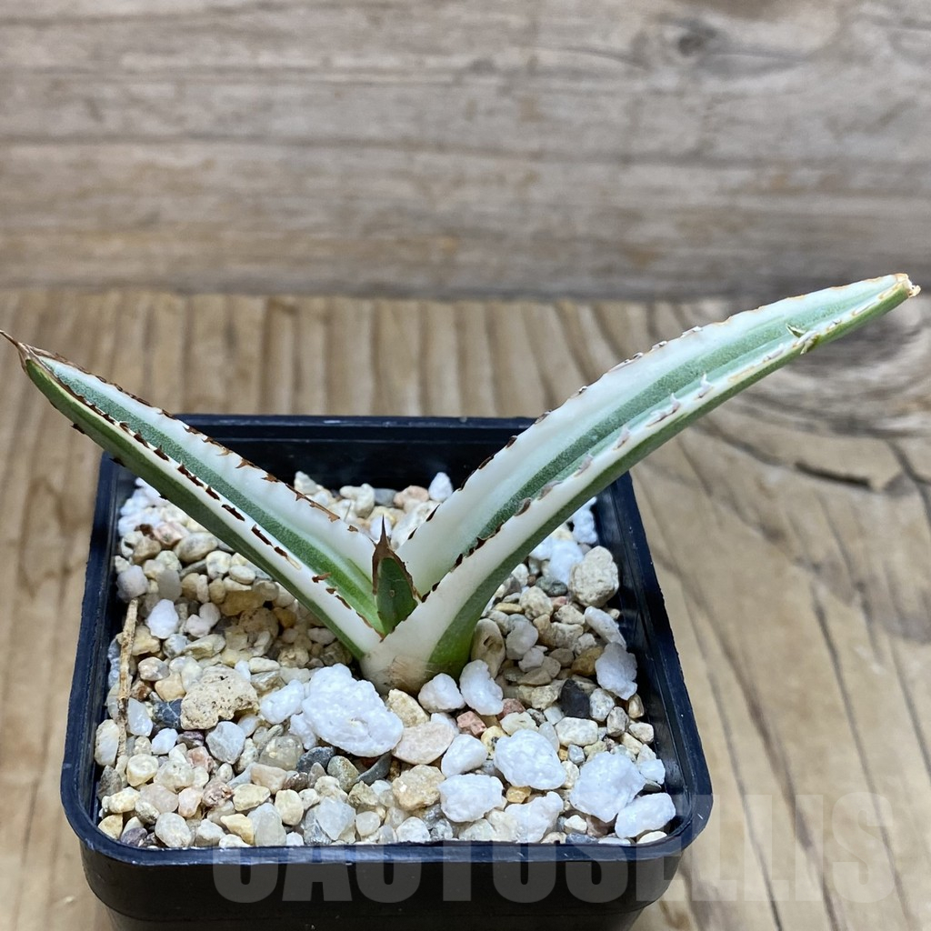 SH6321 Agave victoriae-reginae 'White Rhino' - Image 2
