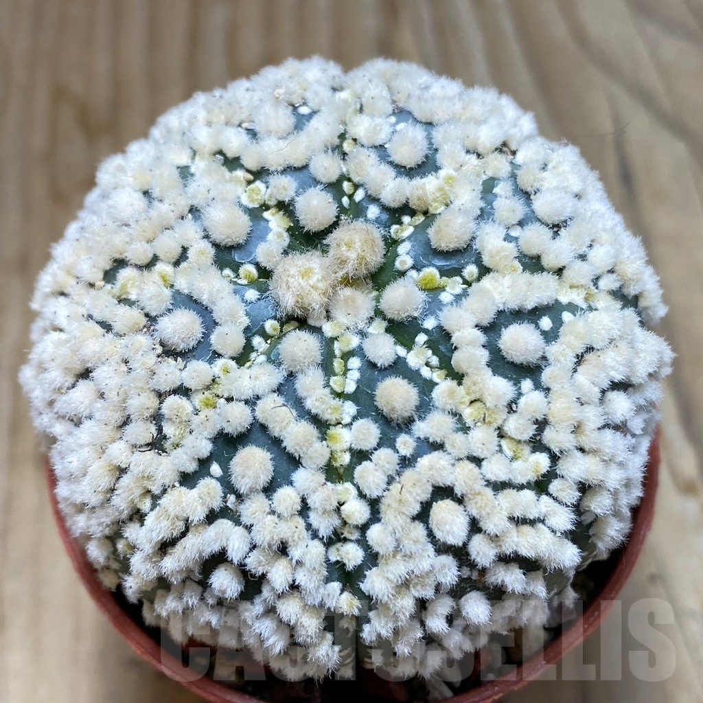 SH6327 Astrophytum asterias 'Hanazono'