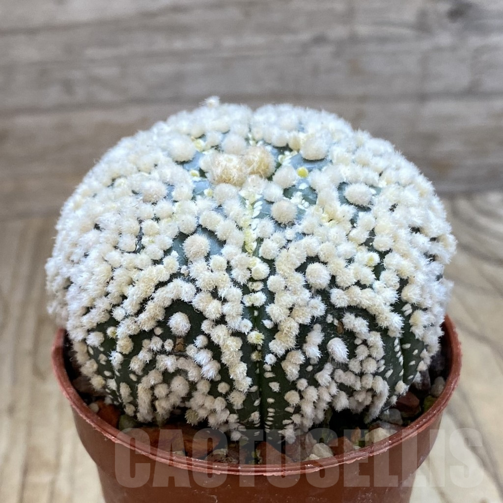 SH6327 Astrophytum asterias 'Hanazono' - Image 2