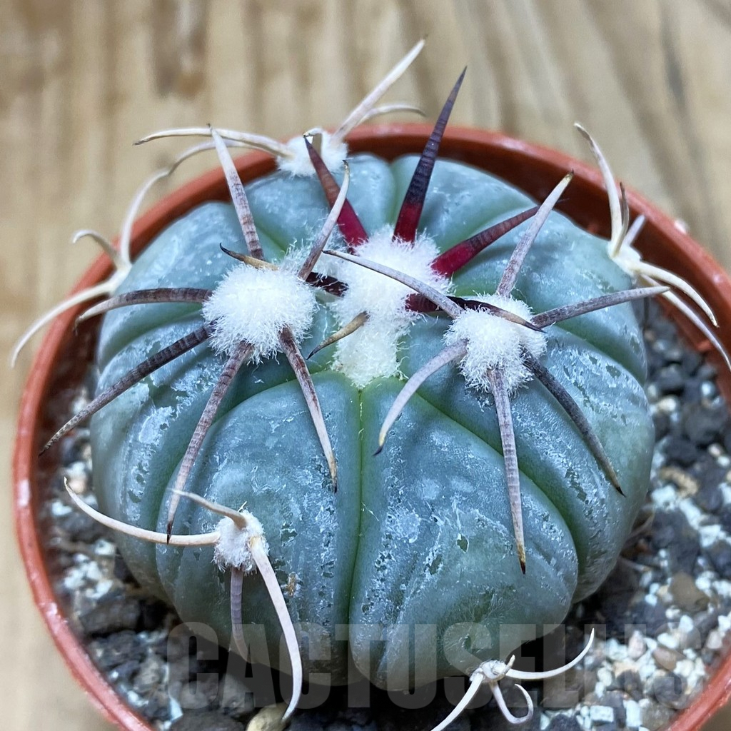 SH6330 Echinocactus horizonthalonius MR 21