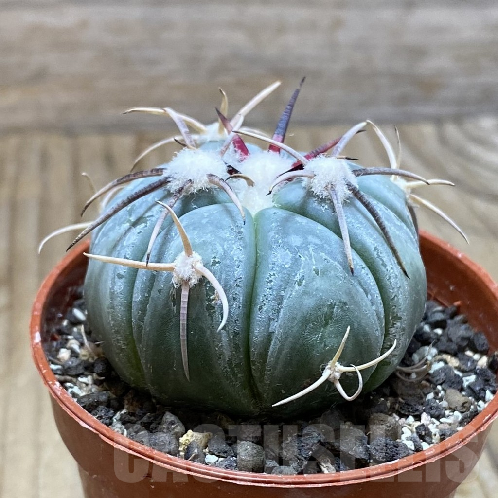 SH6330 Echinocactus horizonthalonius MR 21 - Image 2