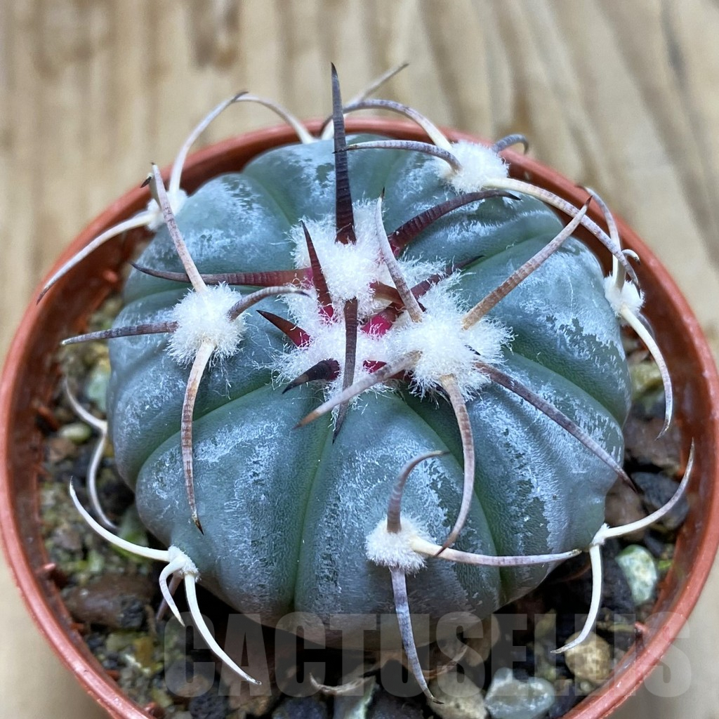 SH6331 Echinocactus horizonthalonius MR 21