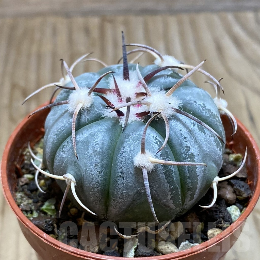 SH6331 Echinocactus horizonthalonius MR 21 - Image 2