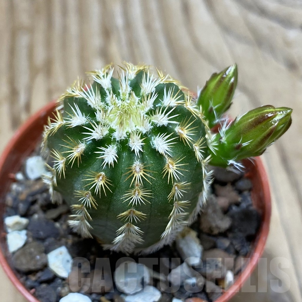 SH6442 Echinocereus viridiflorus
