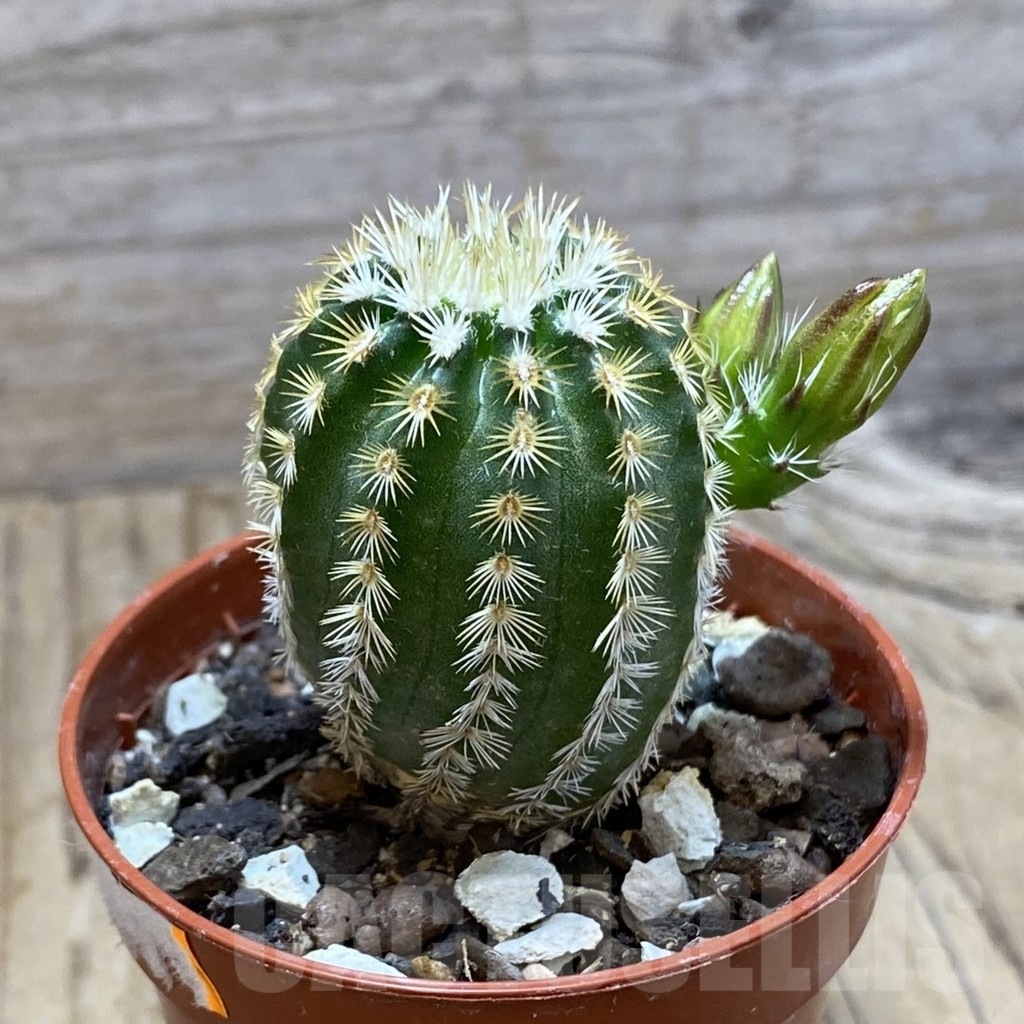 SH6442 Echinocereus viridiflorus - Image 2