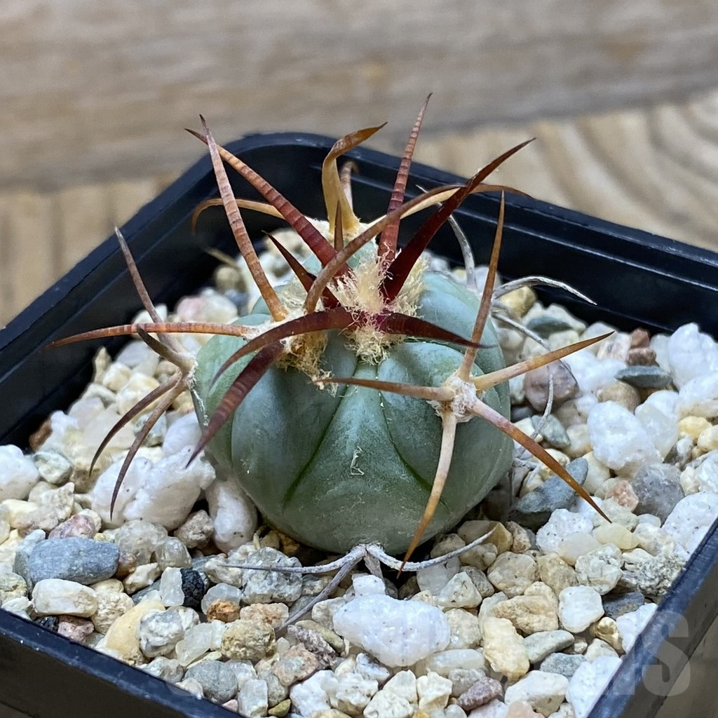 SH6454 Echinocactus horizonthalonius VZD 326 - Image 2