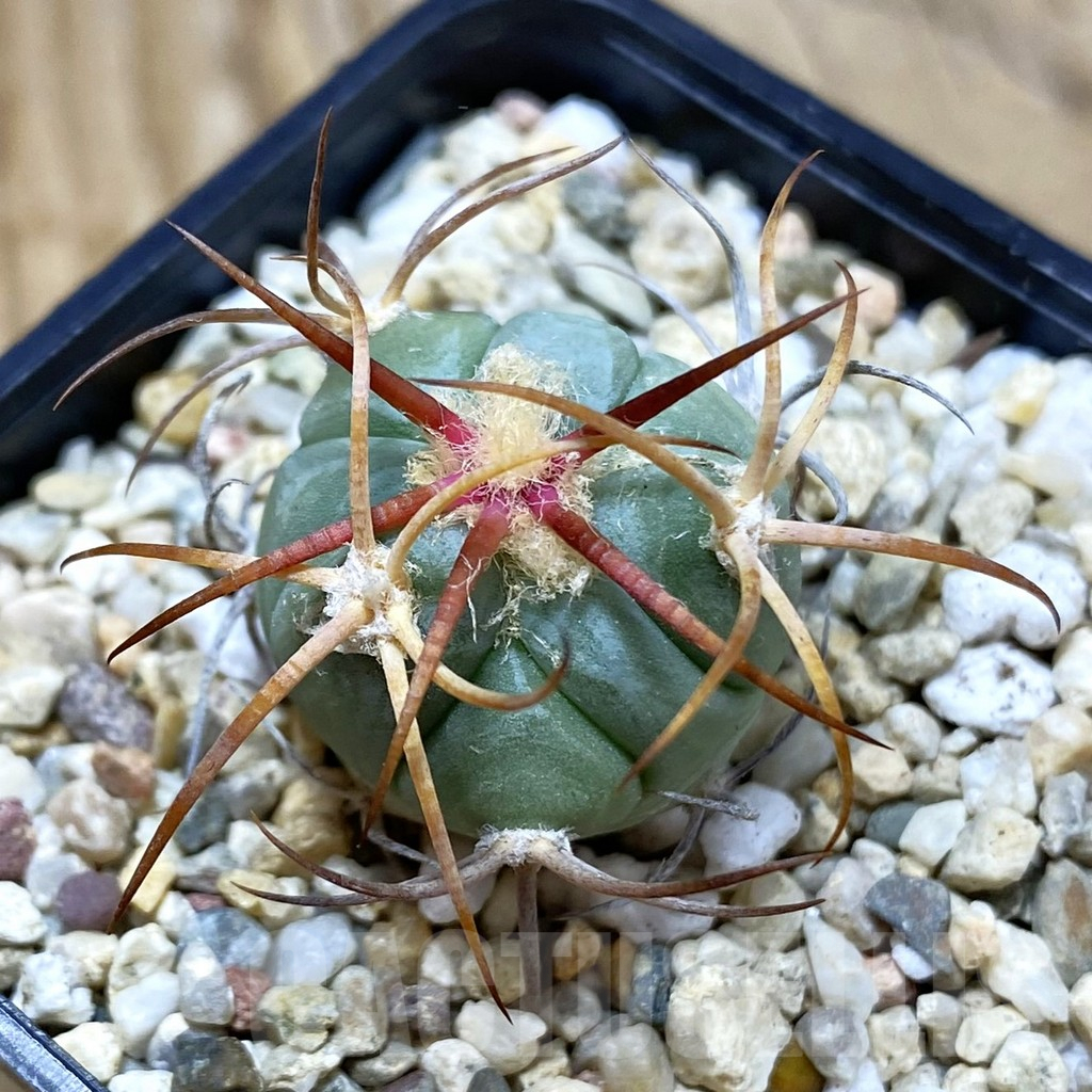 SH6455 Echinocactus horizonthalonius VZD 326