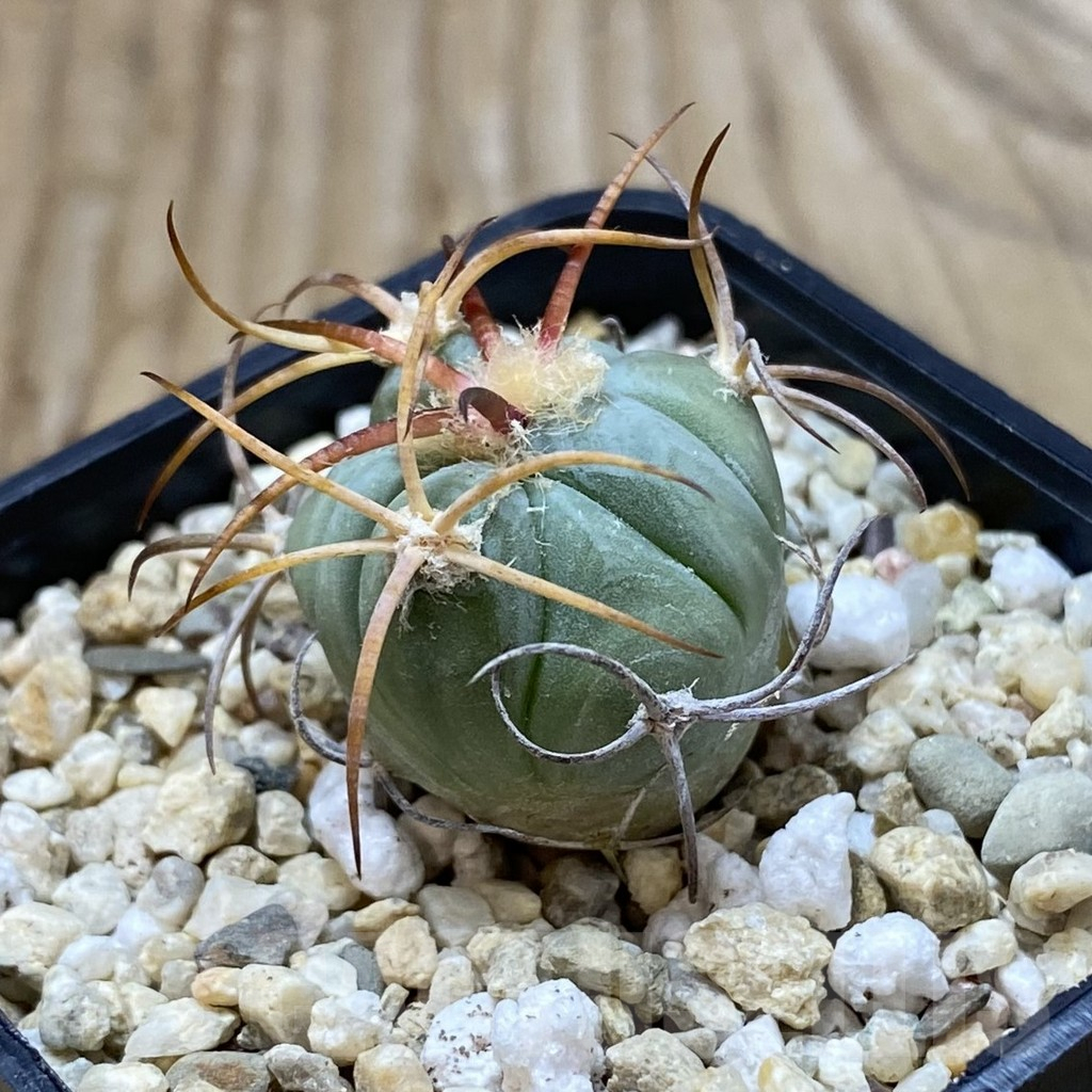 SH6455 Echinocactus horizonthalonius VZD 326 - Image 2