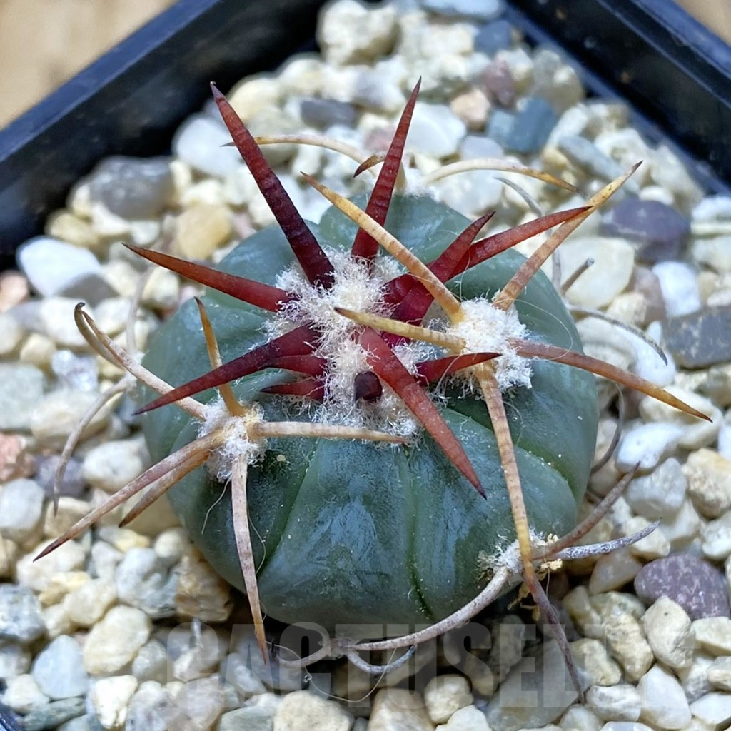 SH6458 Echinocactus horizonthalonius KS 1975