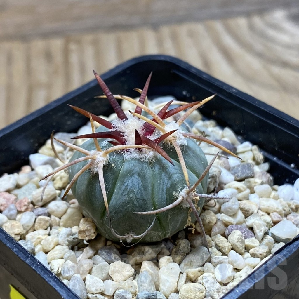 SH6458 Echinocactus horizonthalonius KS 1975 - Image 2