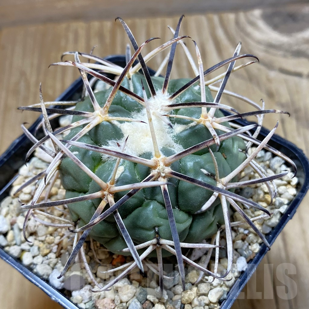 SH6459 Coryphantha valida SB 288 -Cerro Bola-