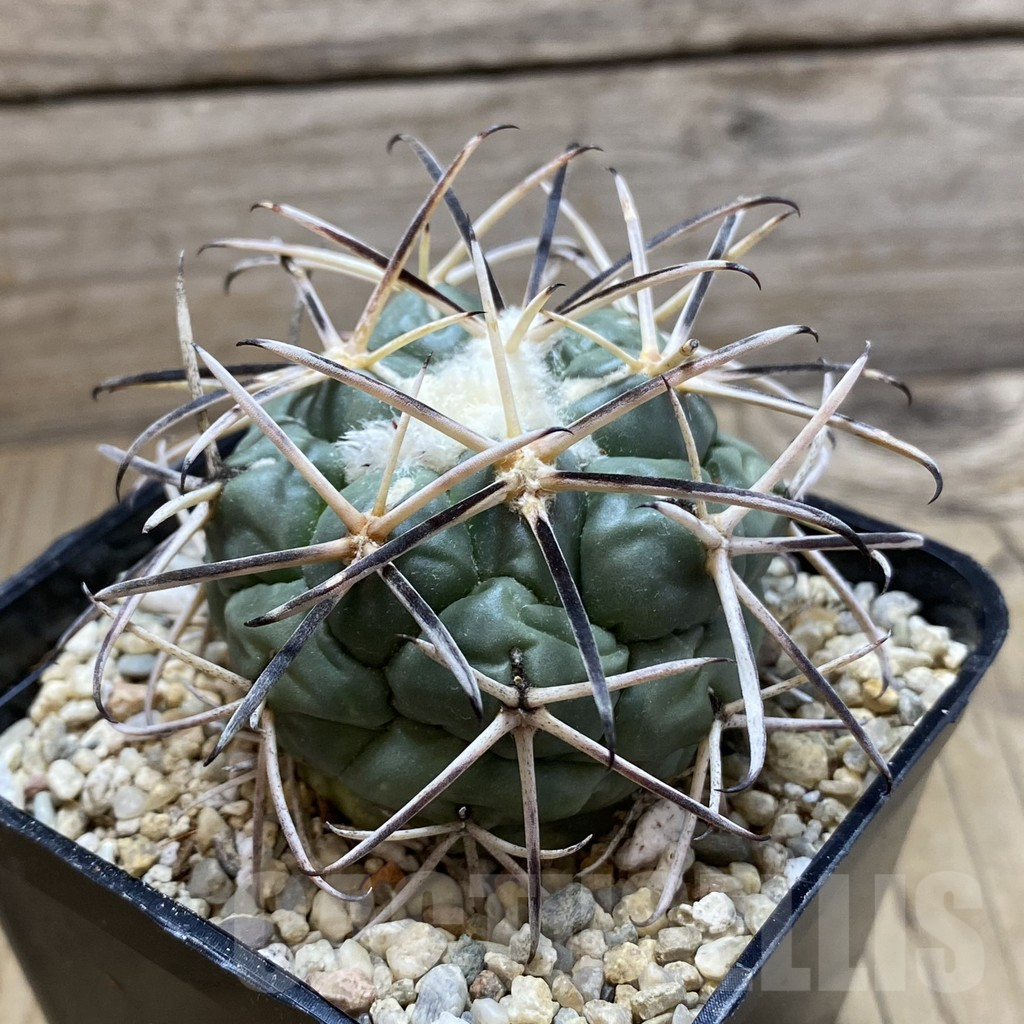 SH6459 Coryphantha valida SB 288 -Cerro Bola- - Image 2