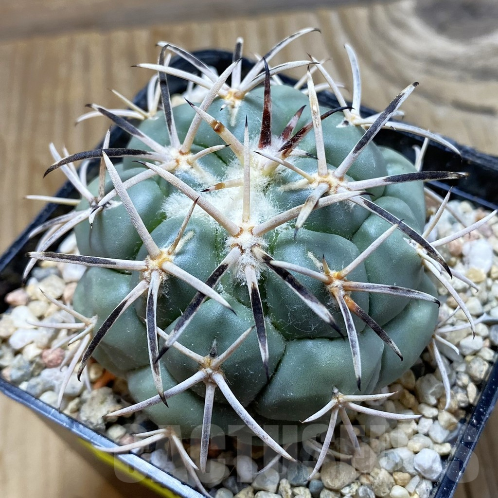 SH6461 Coryphantha valida SB 288 -Cerro Bola-