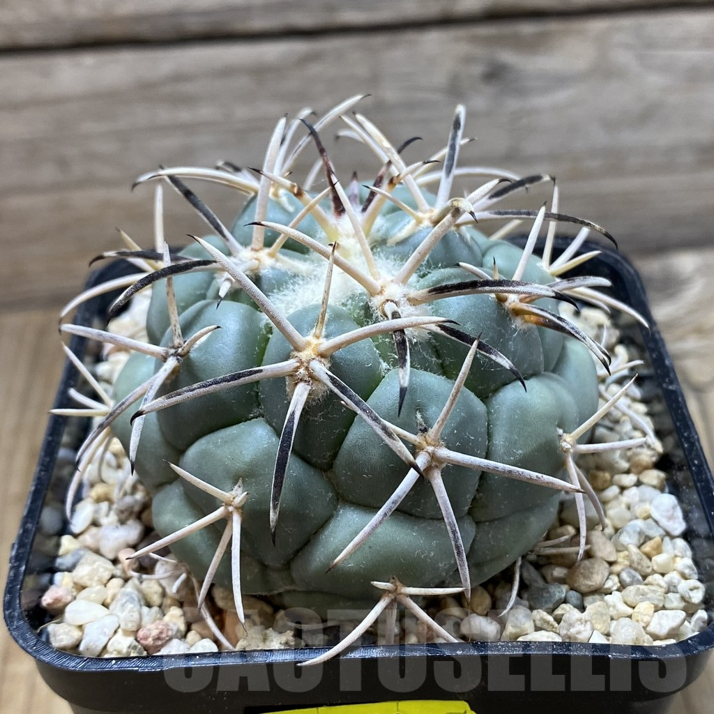 SH6461 Coryphantha valida SB 288 -Cerro Bola- - Image 2