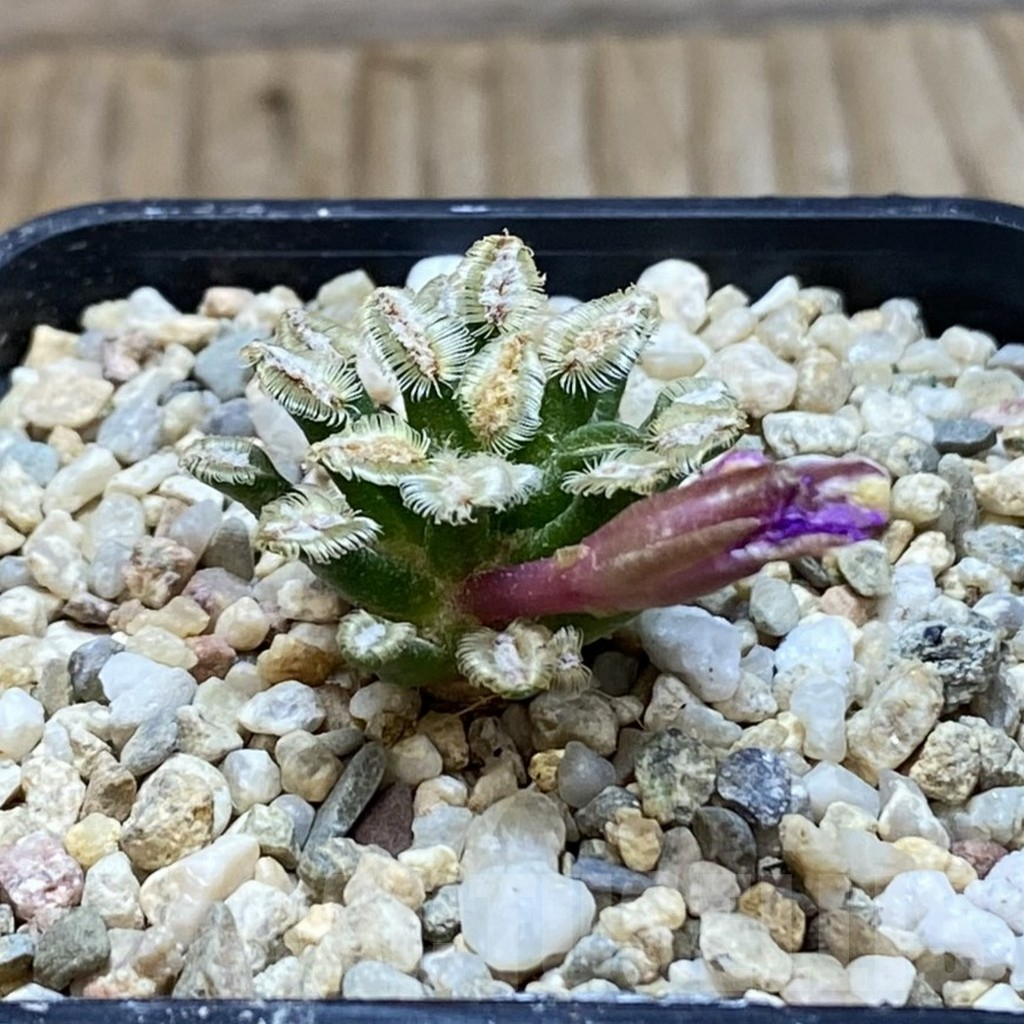 SH6412 Mammillaria bertholdii GCG 12161, own roots - Image 2