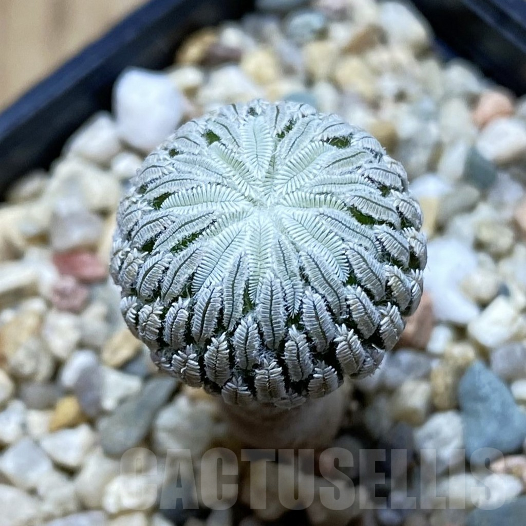 SH6415 Pelecyphora aselliformis RS 550, own roots