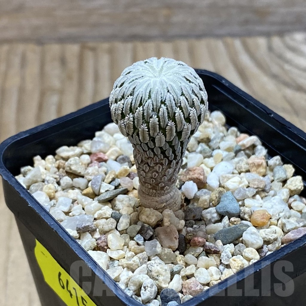 SH6415 Pelecyphora aselliformis RS 550, own roots - Image 2