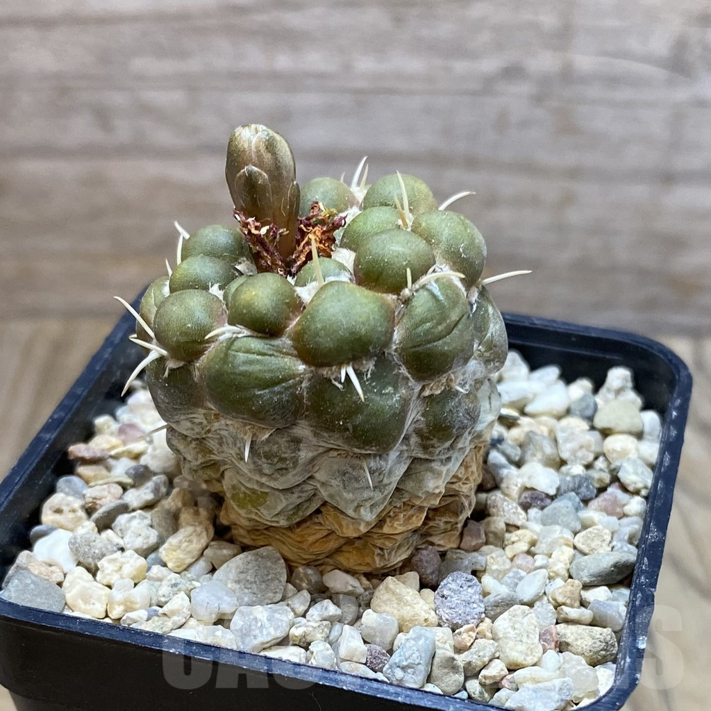SH6419 Cintia knizei, seedling - Image 2