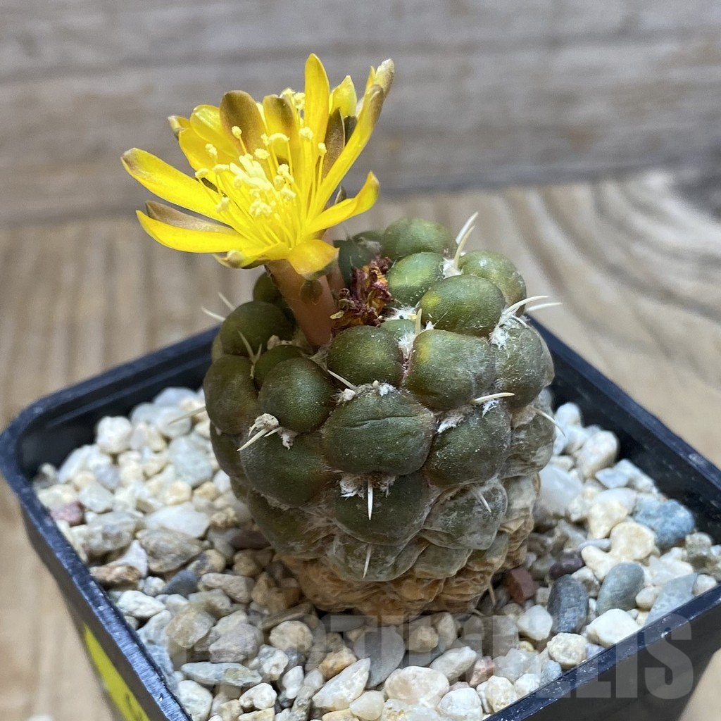 SH6420 Cintia knizei, seedling - Image 2