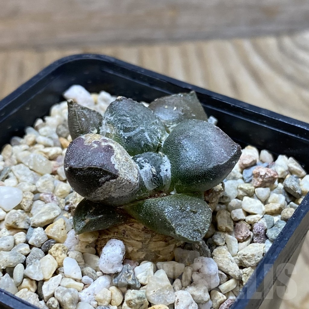 SH6428 Ariocarpus fissuratus v. lloydii VN 686 - Image 2
