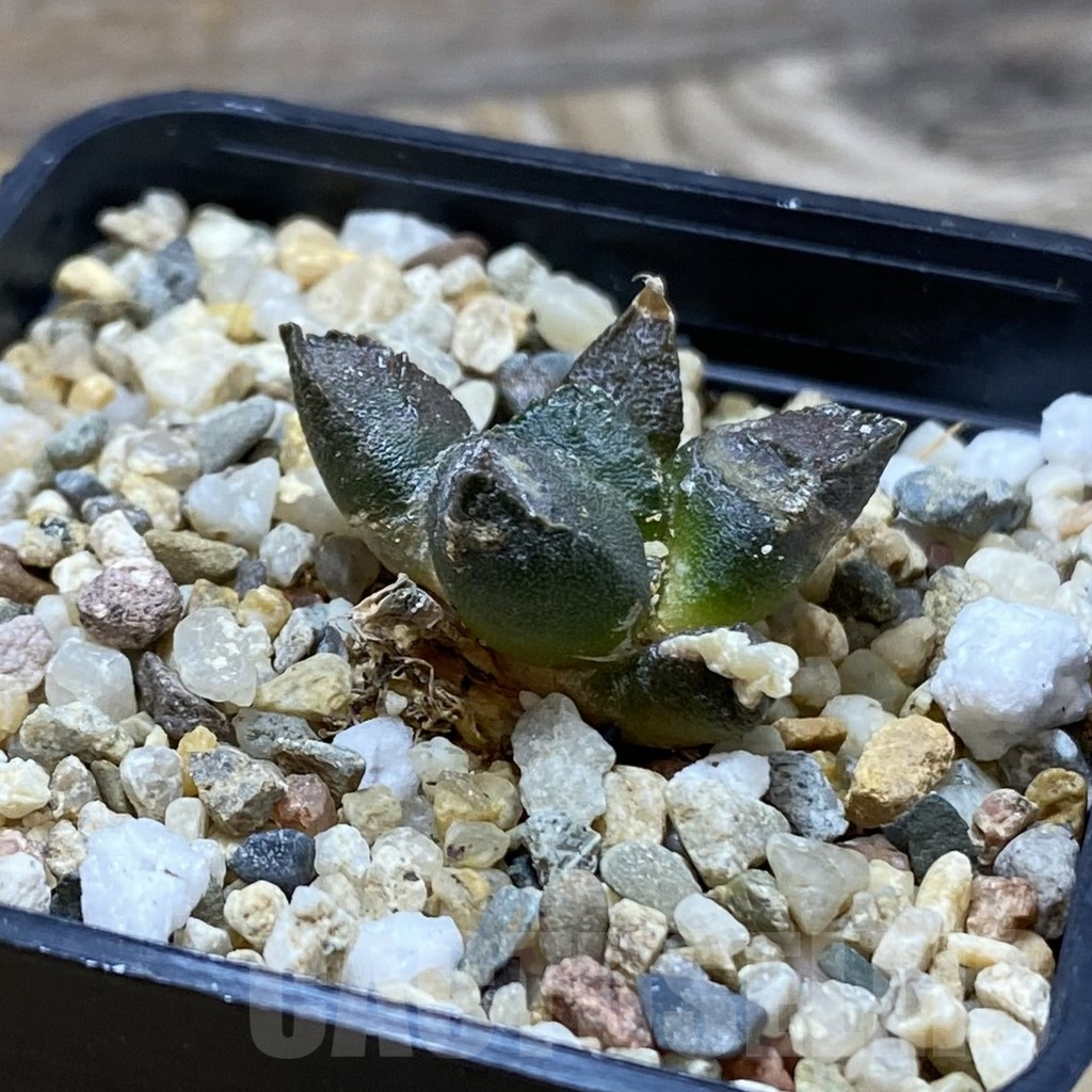 SH6432 Ariocarpus fissuratus ssp. lloydii VMG 86 - Image 2