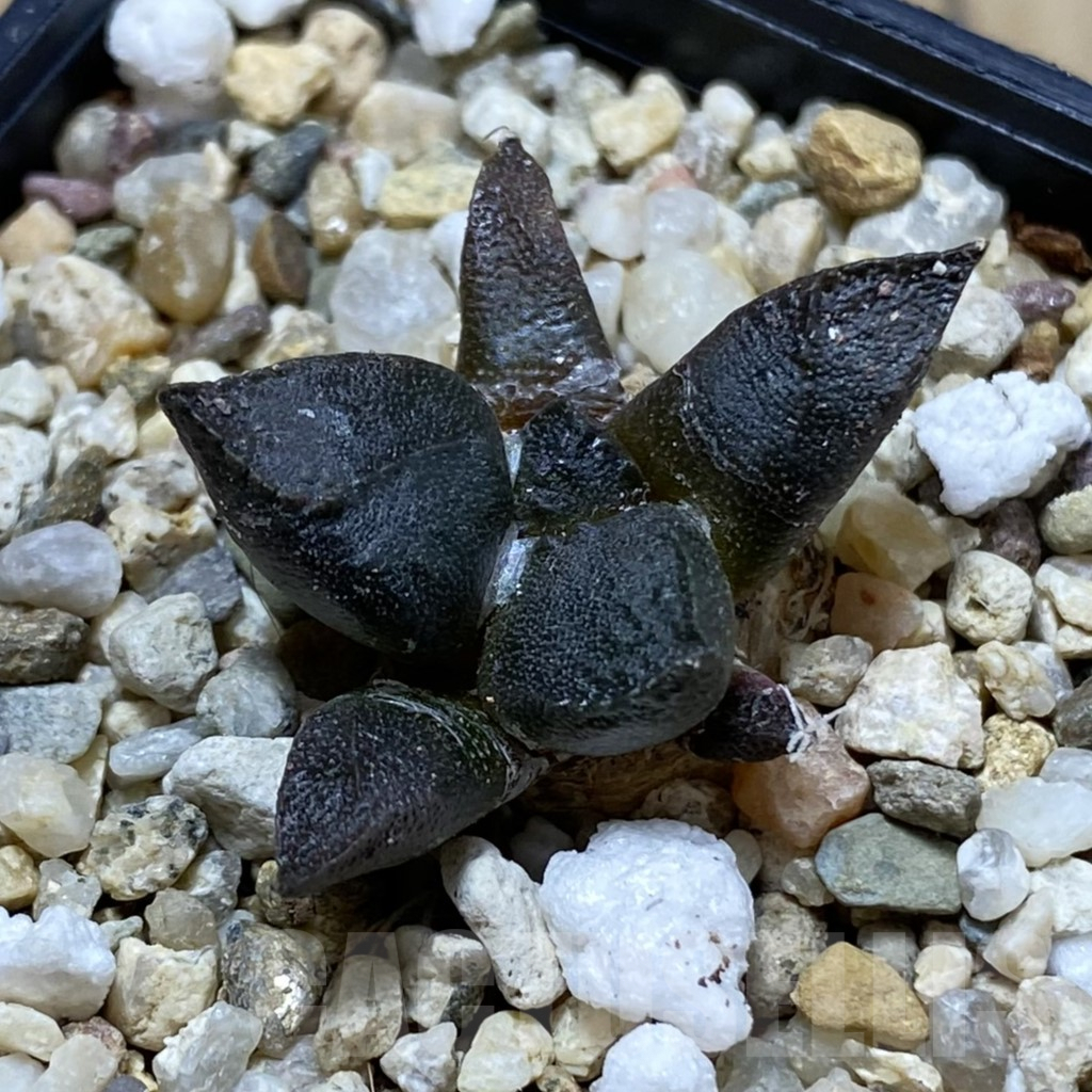 SH6433 Ariocarpus fissuratus ssp. lloydii VMG 86