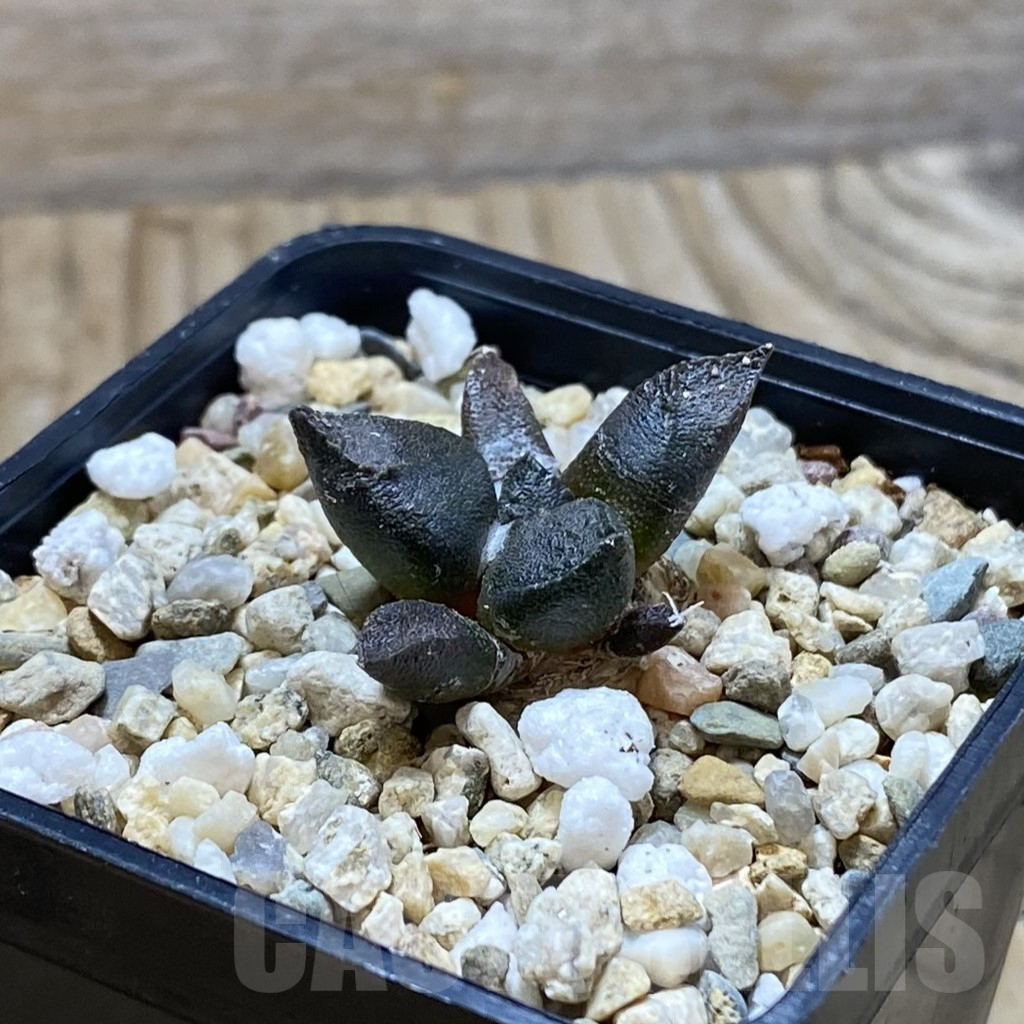 SH6433 Ariocarpus fissuratus ssp. lloydii VMG 86 - Image 2