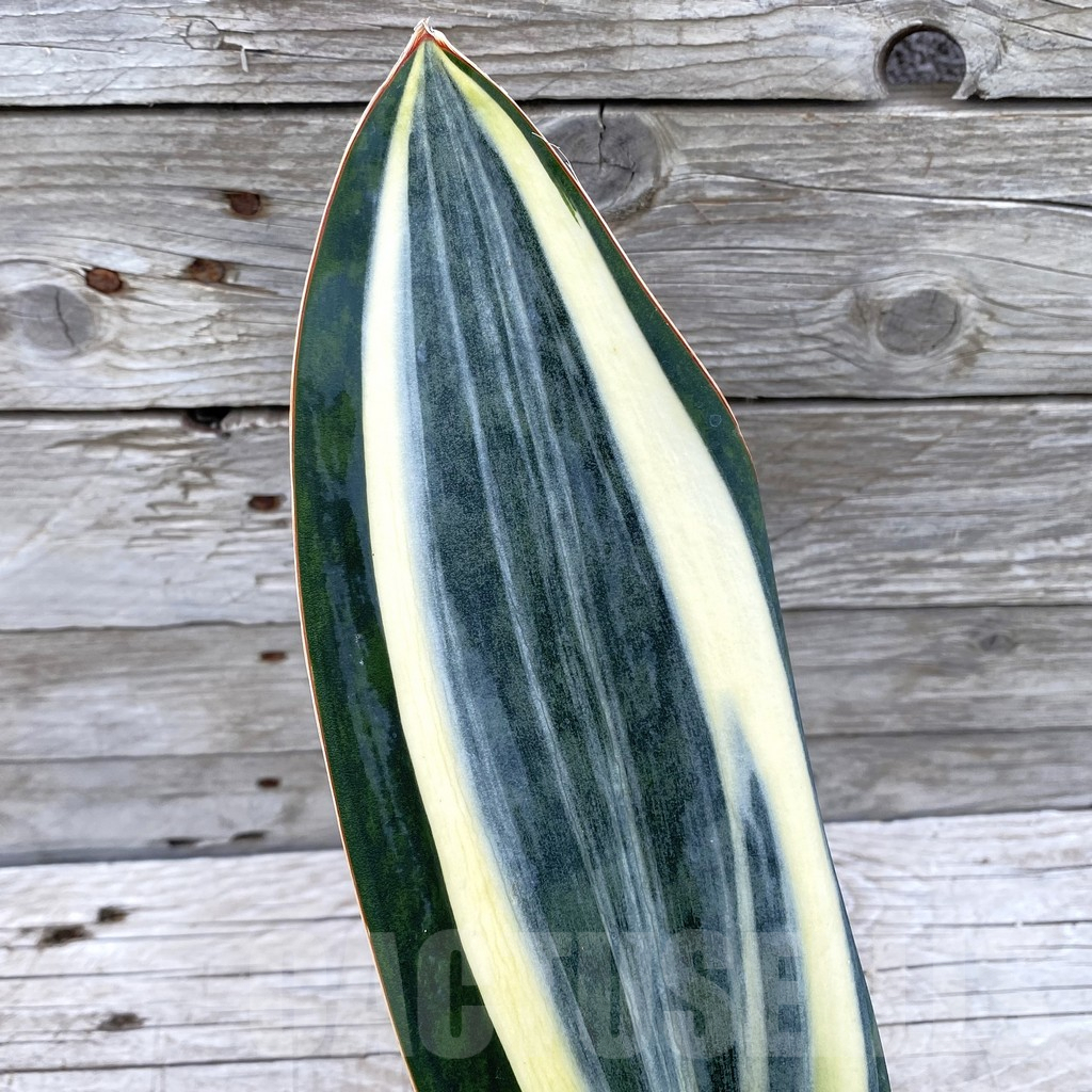 SH6539 Sansevieria ‘Masoniana’ white