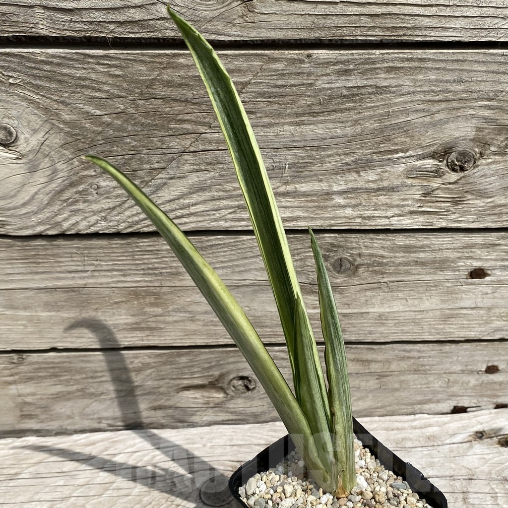 SH6566 Sansevieria ‘Beauty Sensation’ f. variegata - Image 2
