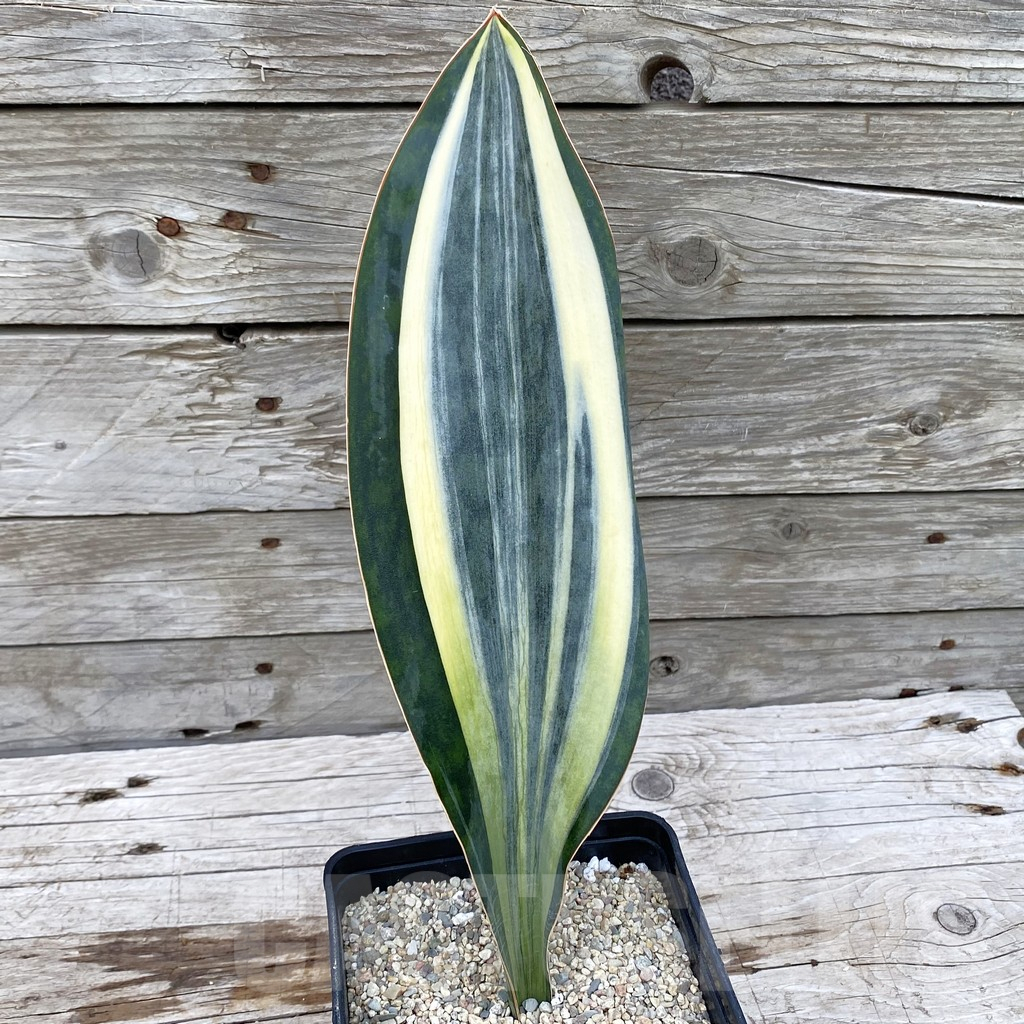 SH6539 Sansevieria ‘Masoniana’ white - Image 2