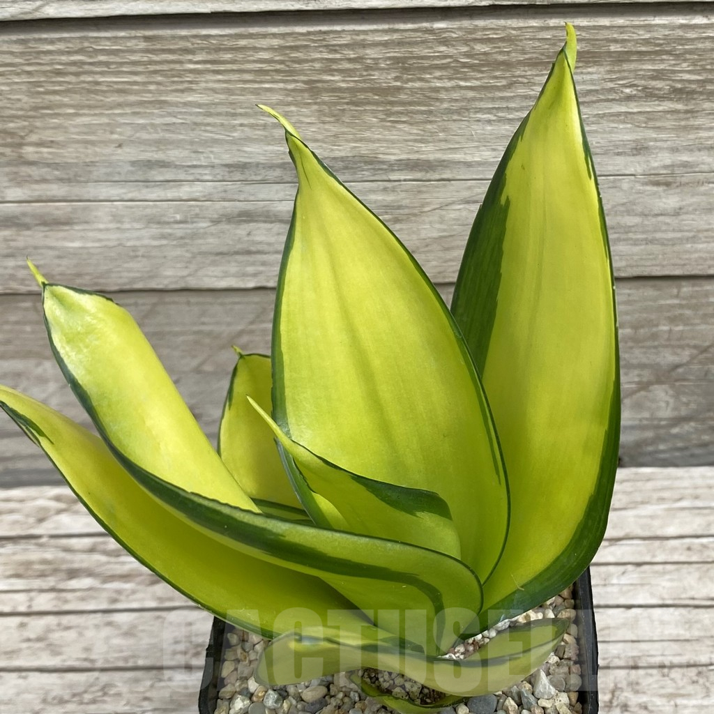 SH6571 Sansevieria ‘Green Mould’ f. variegata