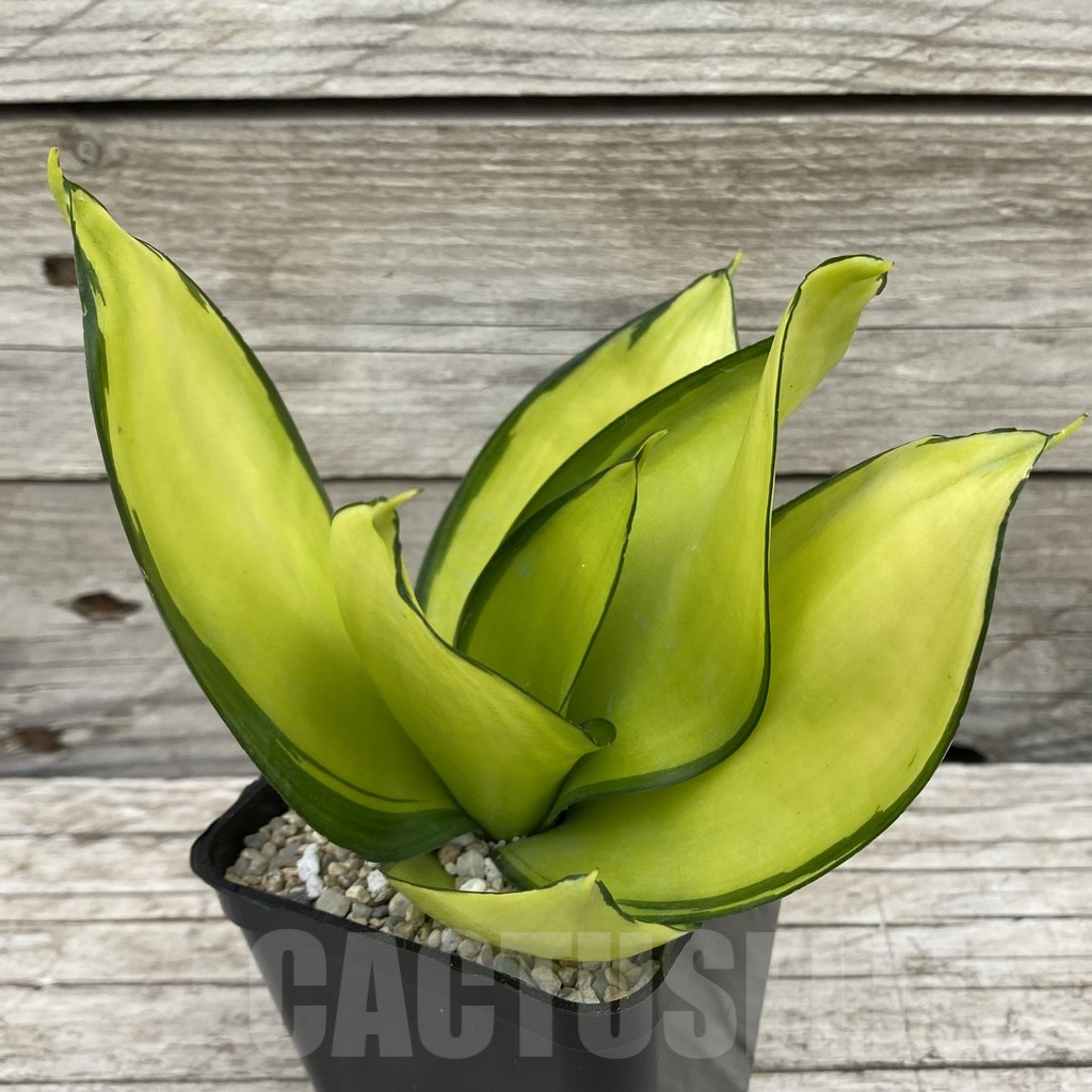 SH6571 Sansevieria ‘Green Mould’ f. variegata - Image 2