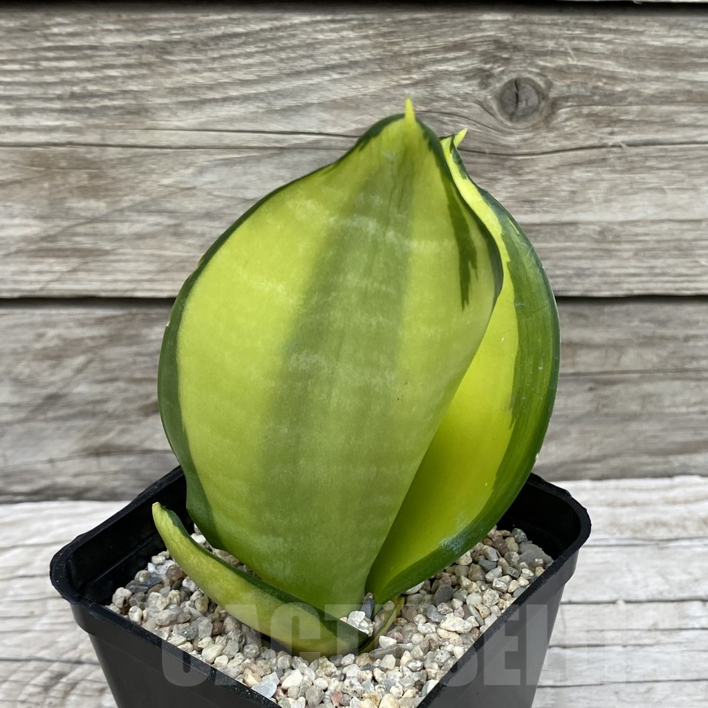 SH6572 Sansevieria ‘Green Mould’ f. variegata - Image 2
