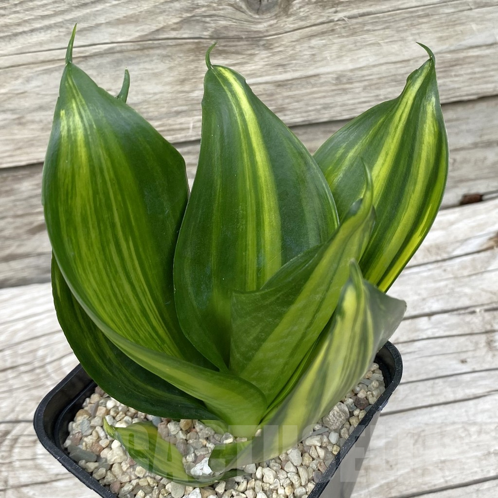 SH6573 Sansevieria ‘Green Mould’ f. variegata
