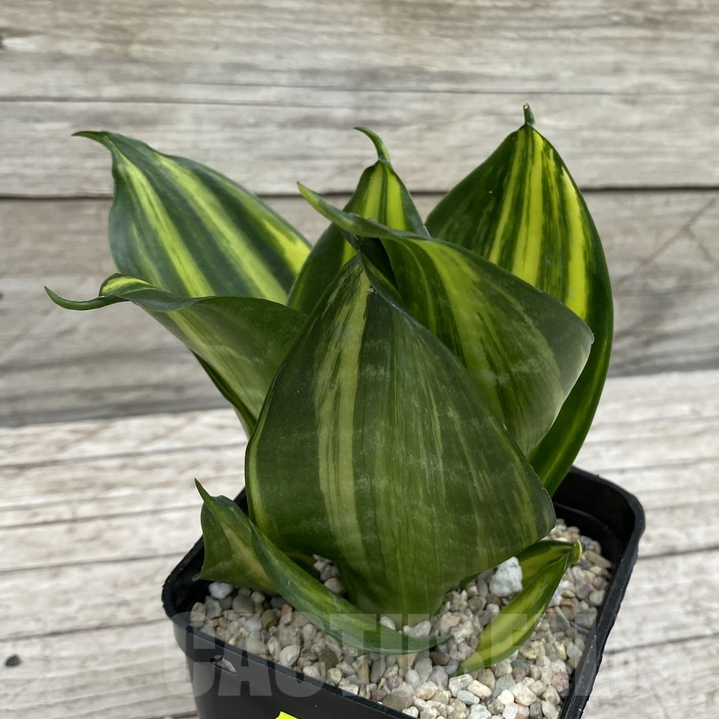 SH6573 Sansevieria ‘Green Mould’ f. variegata - Image 2