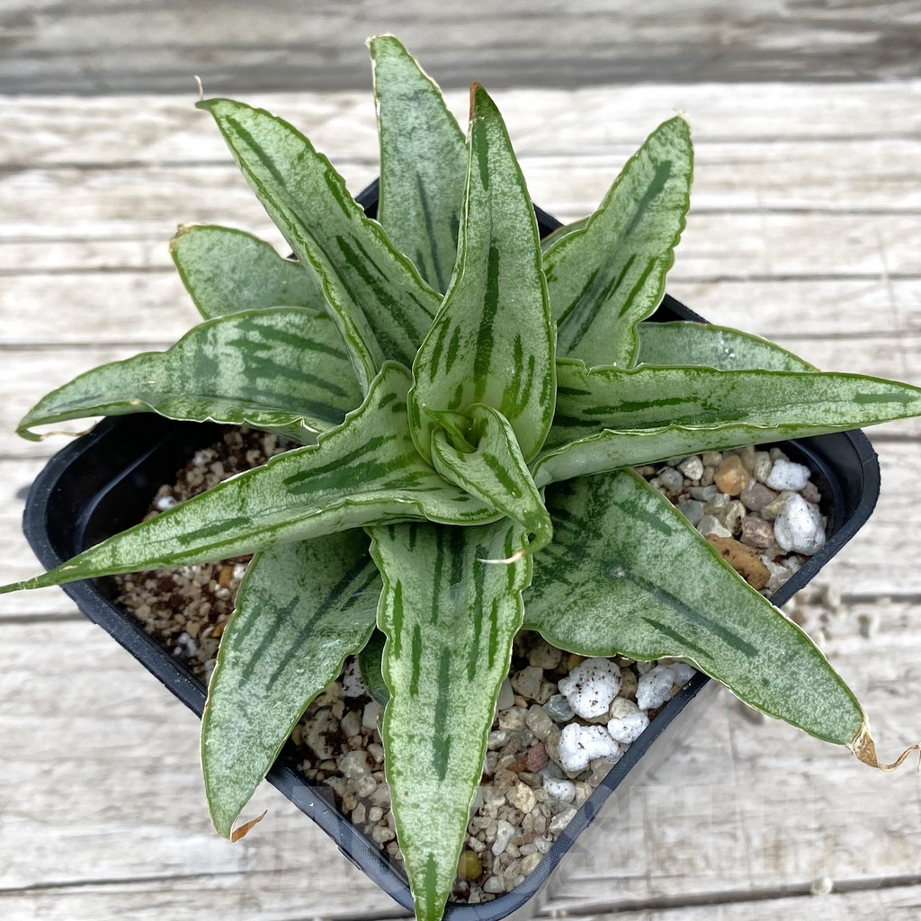 SH6576 Sansevieria hybrid 'Bianca'