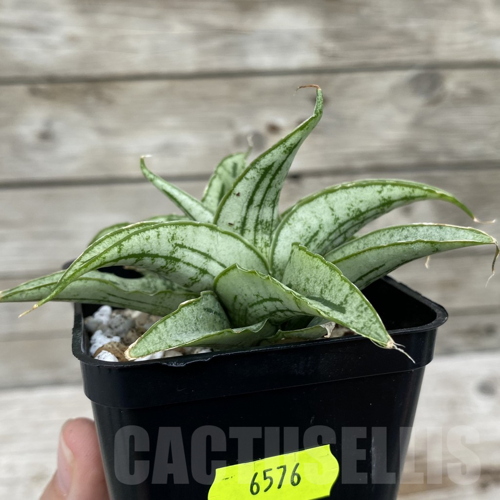 SH6576 Sansevieria hybrid 'Bianca' - Image 2