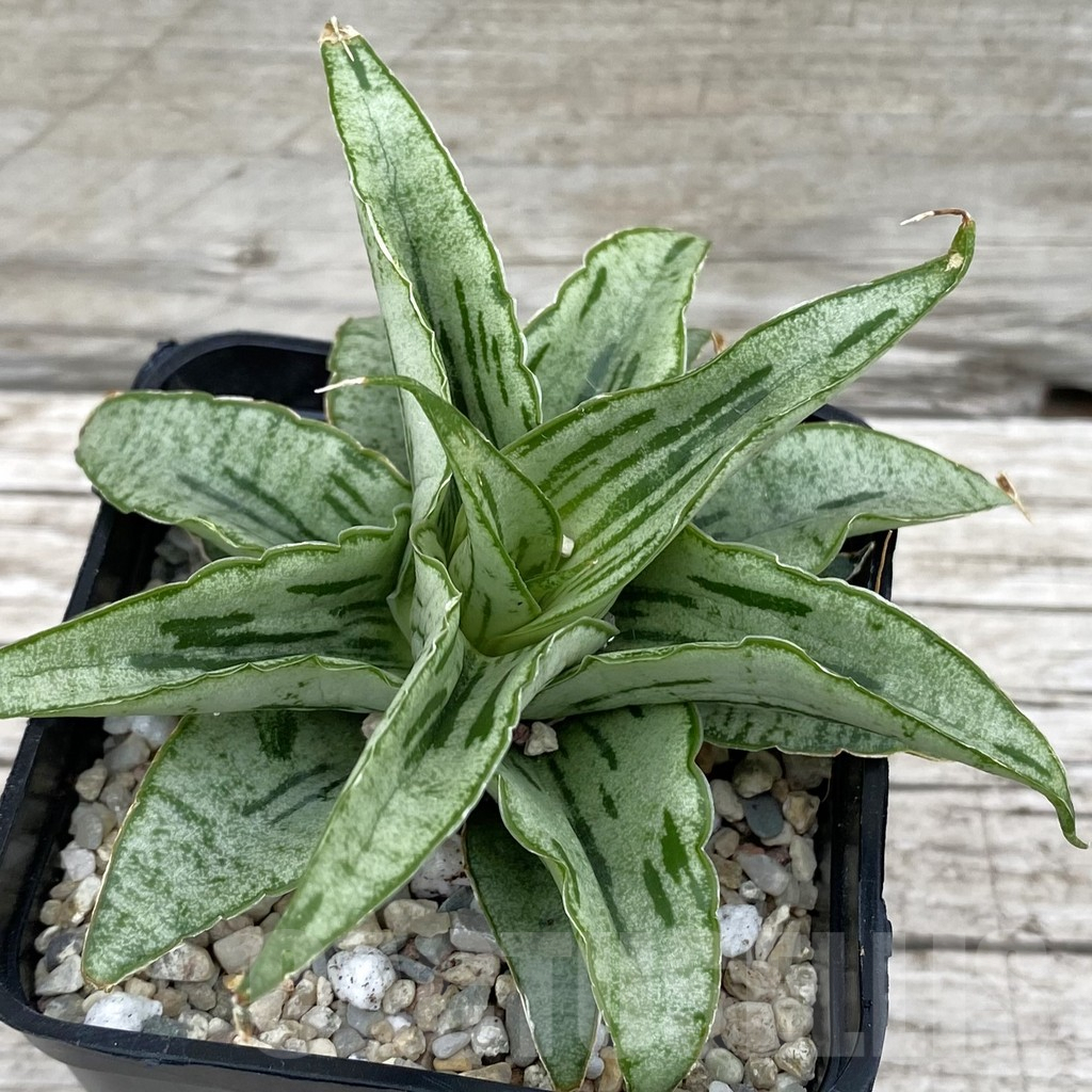 SH6578 Sansevieria hybrid ‘Bianca’