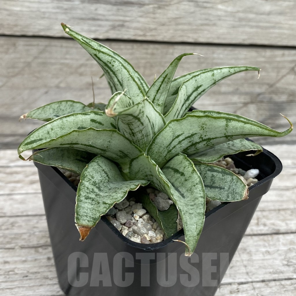 SH6578 Sansevieria hybrid ‘Bianca’ - Image 2
