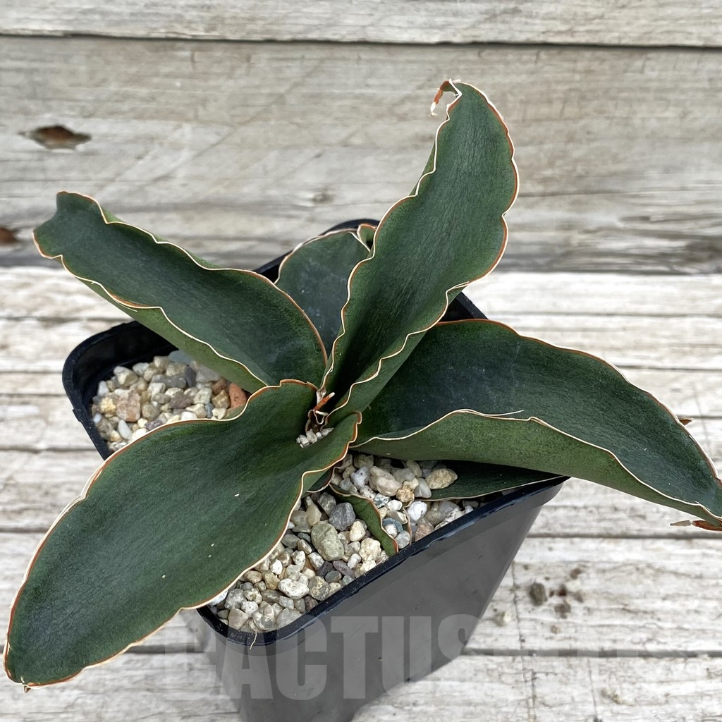 SH6583 Sansevieria 'Rosalie'
