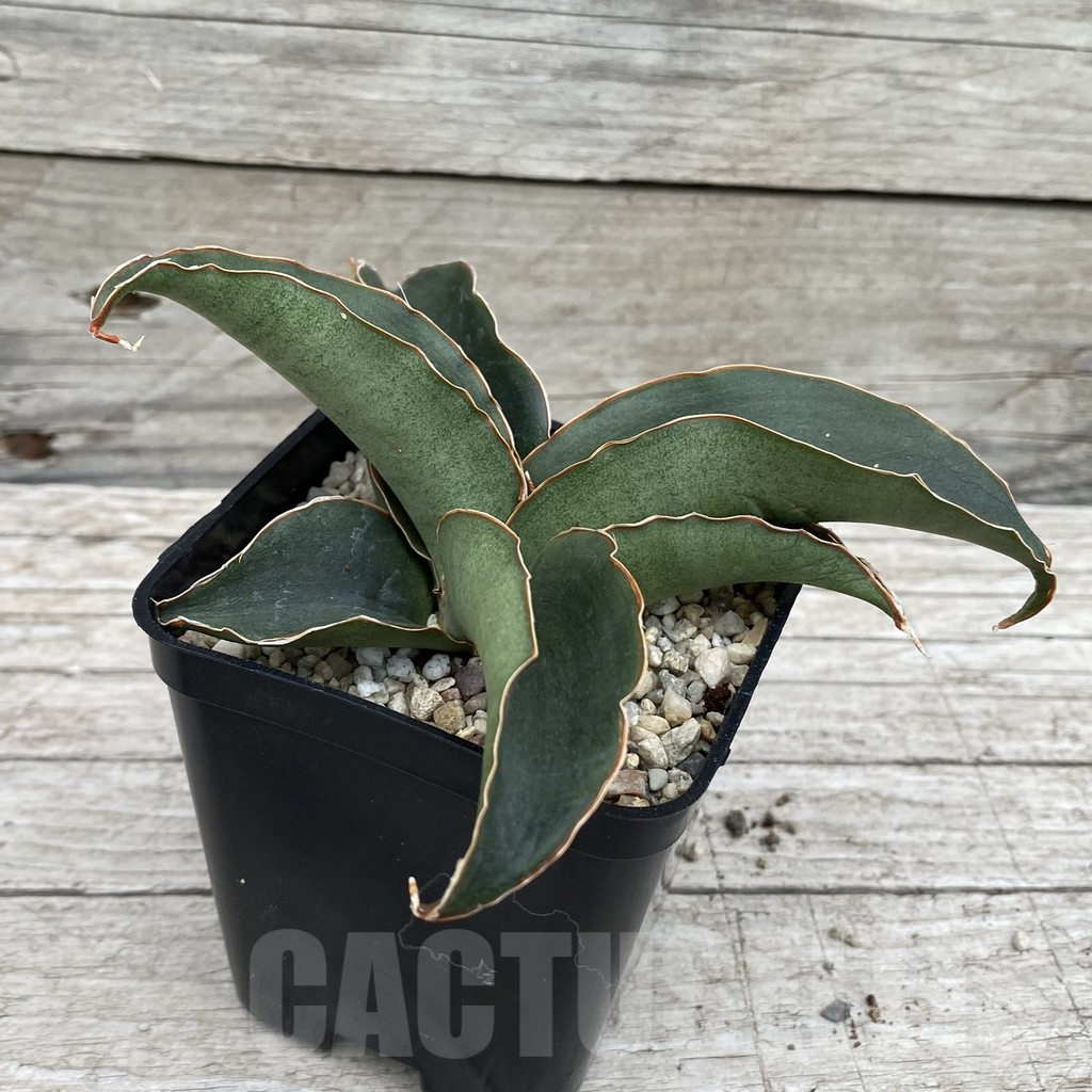 SH6583 Sansevieria 'Rosalie' - Image 2