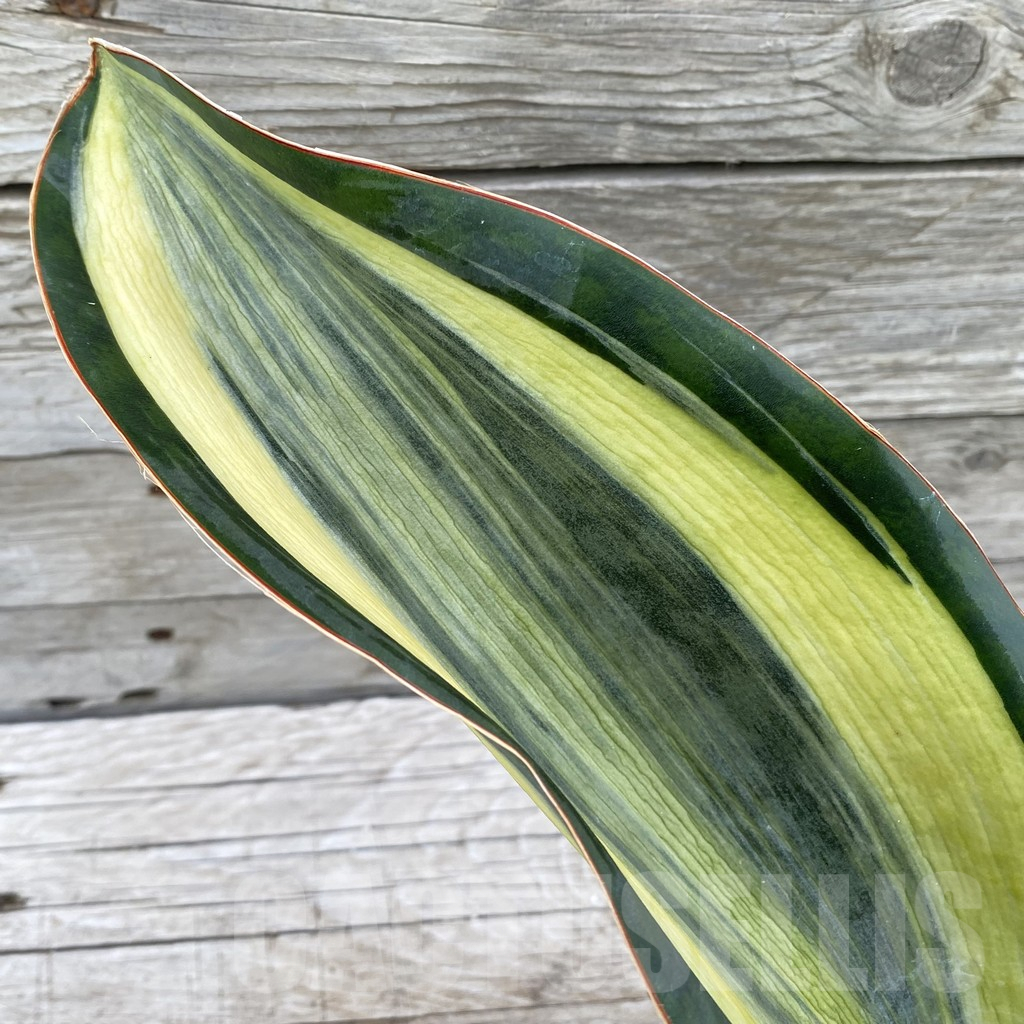 SH6541 Sansevieria ‘Masoniana’ white